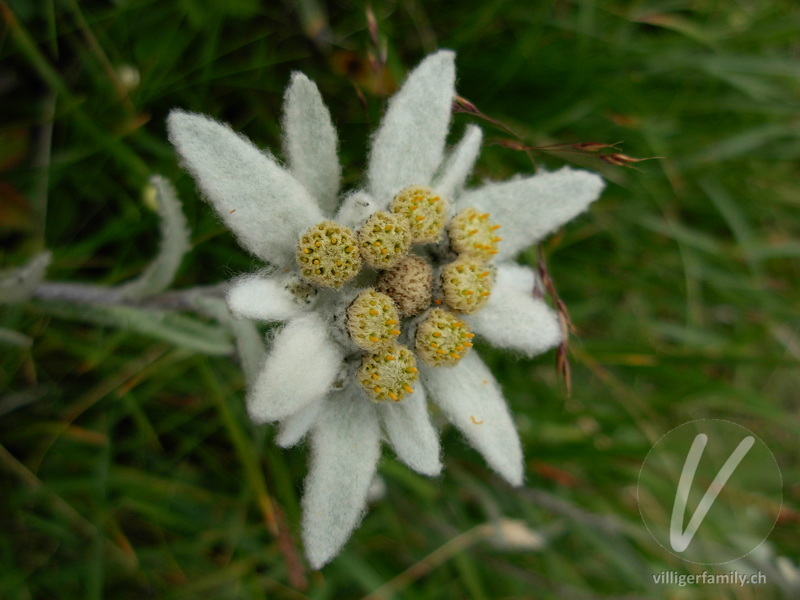 Edelweiss: Übersicht